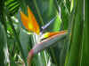 Bird of Paradise