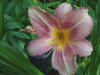 Pink Lilly