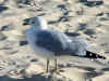 Seagull