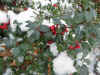 Snow on Holly